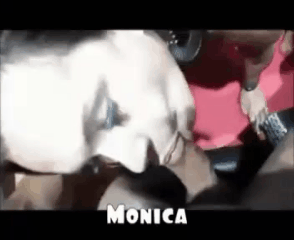 Annuncio Escort Ads - MONICA NINFOMANE TRANSEX MAREBELLO (GHETTO TURCO)